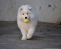 Samojed má najkrajší úsmev na svete!