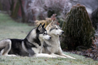 Sibiřský husky prostě nemůže neokouzlit!