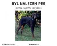 Naděje pro „nechtěné” – to jsou Dobrmani v nouzi