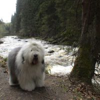 Bobtail je pro mne láskou na první pohled a na celý život!