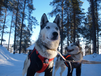 Modrooký workoholik – to je sibiřský husky!