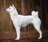 Japonec nakonec? To rozhodně u KISHU neplatí!