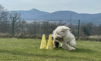 Bobtail s vámi dokáže skoro cokoliv!