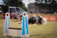 Co je to vlastně ten flyball? – 1. díl