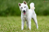 Kishu – pořádná porce energie a chuti do práce