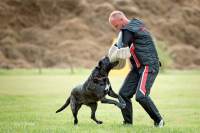 Cane corso je hlavně parťákem pro život!