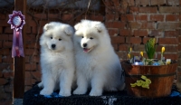 Samojed má najkrajší úsmev na svete!