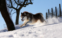 Sibiřský husky prostě nemůže neokouzlit!