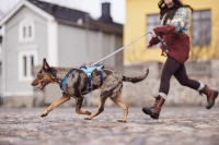 Najděte perfektní postroj pro svého psa: Pohodlí, bezpečnost a kontrola