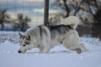 Modrooký workoholik – to je sibiřský husky!