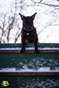 Cane corso je hlavně parťákem pro život!