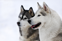 Sibiřský husky prostě nemůže neokouzlit!