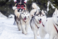 Sibiřský husky se narodil pro mushing!