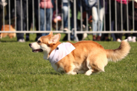 Doběhněte si na čtvrtý ročník Corgi race cupu – již za měsíc!