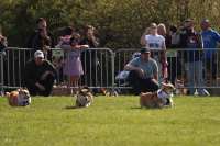 Corgi Czech Run 2025: Malí běžci, velká pomoc