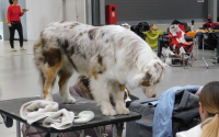 TrioCABIB Prague Expo Dog 2024 – rekordní výstava plná elegance!