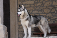 Sibiřský husky prostě nemůže neokouzlit!