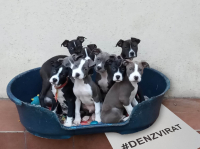 Den zvířat – napište smutným příběhům konec!