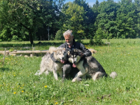 Aljašský malamut mne zaujal na první pohled!