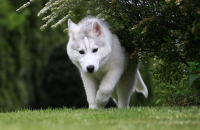 Sibiřský husky prostě nemůže neokouzlit!