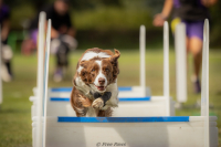 Co je to vlastně ten flyball? – 1. díl