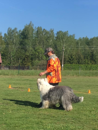 Bobtail s vámi dokáže skoro cokoliv!