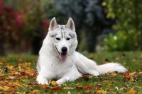 Sibiřský husky prostě nemůže neokouzlit!