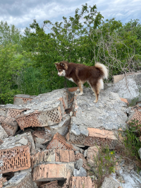 Pořídit si lapinku bylo mé nejlepší rozhodnutí!