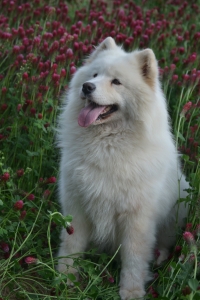 Samojed má najkrajší úsmev na svete!