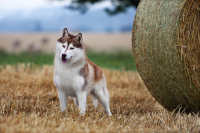 Sibiřský husky prostě nemůže neokouzlit!