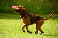Bloodhound je psem krve královské!