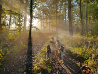 Sibiřský husky se narodil pro mushing!