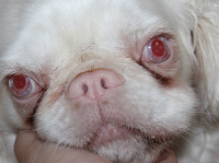 Co znamená albinismus pro chov psů?