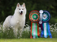 Sibiřský husky prostě nemůže neokouzlit!