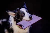 Mezinárodní konference pro pejskaře, trenéry a veterináře