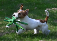 Parson a Jack Russell teriér – dvě plemena, jeden základ 