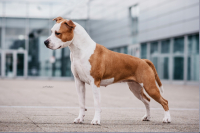 Teriér s duší pracanta – to je amstaff