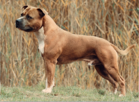 Teriér s duší pracanta – to je amstaff