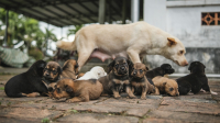 Adopce psa – důvěřuj, ale prověřuj!