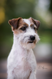 Parson a Jack Russell teriér – dvě plemena, jeden základ 