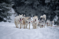 Sibiřský husky se narodil pro mushing!