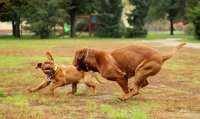 Veterinární poradna – Mohu očkovat svou fenku těsně před háráním?