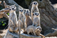 Výlet do zoo aneb Den, kdy jsem našla příbuzné
