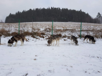Zákaz držení psů na úvaze na Slovensku – pohled z druhé strany