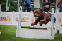 Co je to vlastně ten flyball? – 1. díl