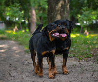 Rotvajler – fascinující plemeno s hlubokými kořeny