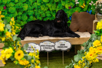 Největší chovatelský veletrh FOR PETS se rozšířil o psí výstavy i exotická zvířata 