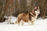 Sibiřský husky prostě nemůže neokouzlit!