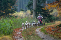 Sibiřský husky se narodil pro mushing!