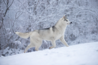 Sibiřský husky prostě nemůže neokouzlit!